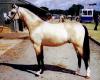 Troy Yearling/ coll. Cadlan Valley