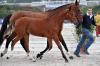EXCELLENTS RESULTATS  DES FOALS DE QUACK  POUR LES CHAMPIONNATS DE FRANCE!!!