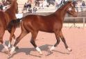 Truly Diam 1ere Concours Regional Foal- Championnat de France