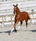 Aloha Diam 6ém Femelles Foal Championnat de France SF St Lo