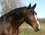 Dauphin de Savinia