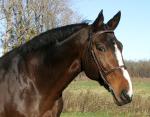 Dauphin de Savinia