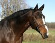 Dauphin de Savinia