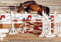 Nathan des Hayettes  Vice Champion 5ans