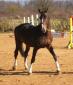 Dauphin de Savinia