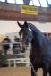 Dauphin de Savinia