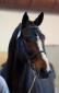 Dauphin de Savinia