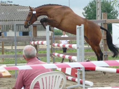 Un grand bravo à tous les eleveurs dont les poulains de nos étalons sont selectionnés pour les championnants de France elevage...