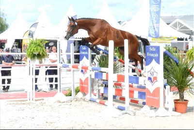 Fèlicitations à Bahia de l'Epine par Dauphin de Savina née à EARL de la Vieille Epine!!!