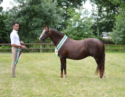 Dolly Rose Diam par Eyarth Troy Championne Suprême à Lignières AFPCW .