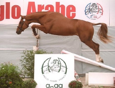 Tack de Ninet fils de Quack Champion de France Male 2ans Anglo Arabe!!!