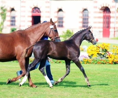 ELLE MISS KOKO par MASTER Van de HELLE -  CHAMPIONNE DE FRANCE SUPREME FOAL SELLE FRANCAIS!!!