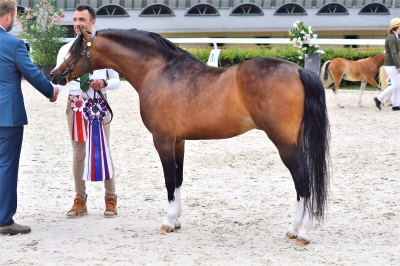 Janpete Touch of Class Champion Suprême National Welsh !!!