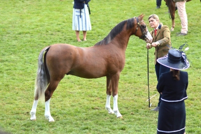 Kallared Lovestruck- 1st Yearling Colts Royal Welsh Show !!!