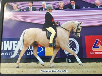 CADLANVALLEY SANDPIPER par EYARTH TROY vainqueur de le prestigieux concours HOYS (Horse of the Year Show). Bravo!!!