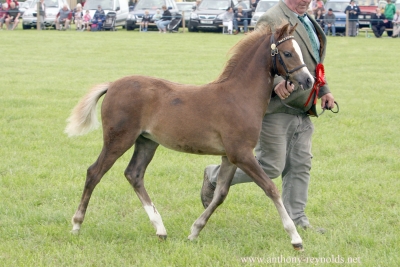 Cadlan Valley Panache- 1ere Royal Welsh Show!!!!