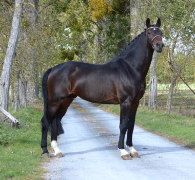 Un bijou arrivé chez nous!  CARTIER vd HEFFINCK (Contender/Capitol I) *Production Haut Niveau CSO et CCE* Locomotion Exceptionnelle* Excellent Pedigree Européen* Elégant et Expressif*