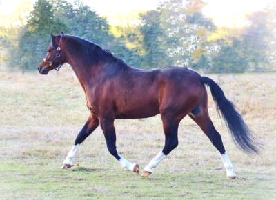 A la demande de nombreux éleveurs JANPETE TOUCH of CLASS( Janpete Tom Thumb/ Newtonhill Prince Bertie) sera proposé à la monte pour ceux que le souhaitent.