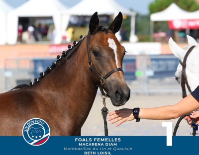 🎊🎊🎊 Macarena Diam (Montbazillac du Lin / Quouixie/ Ultima du Paradis) Championne de France Femelle Poney Français de Selle 🏆🏆🏆