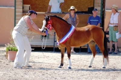 Sologn'Pony... Castlemead Delight...CHAMPIONNE SUPREME welsh!!!!!