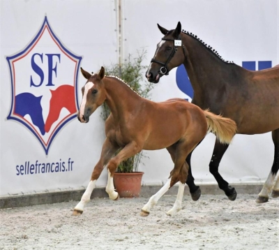 Les foals de Cartier vd Heffinck ont été remarquable à St Lô- Championnat des  Foals !!!