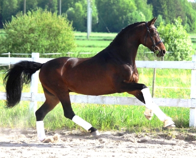 CARTIER vd HEFFINCK( Contender/Capitol I) déjà approuvé dans de nombreux stud-books Européens, vient d'être approuvé pour produire dans le stud-book Anglo Arabe.