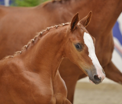 FLEETWOOD DIAM par FRINGANT de LAFAGE - CHAMPION SUPREME NATIONAL FOAL SELLE FRANCAIS !!!