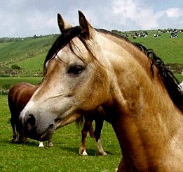 Eyarth Troy, étalon Welsh, vient d'arriver chez nous, apres avoir passé plusieurs années au prestigieux Cadlan Valley Stud