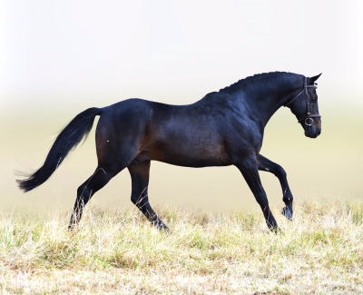 Bienvenue à MON NANTANO de FLORYS*SL (Nantano/ Hand in Glove) Double Champion d'Europe!* Meillieure étalon PFS performer international en CCE* IPC 176* Chic avec des allures brillantes*