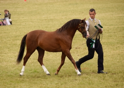 Exclusive Diam Vice- Champion Royal Welsh Show !!!