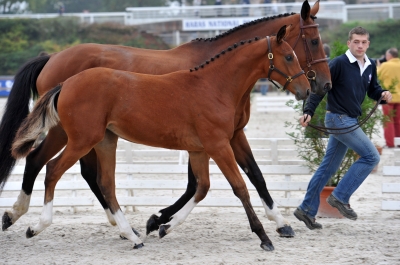 EXCELLENTS RESULTATS  DES FOALS DE QUACK  POUR LES CHAMPIONNATS DE FRANCE!!!