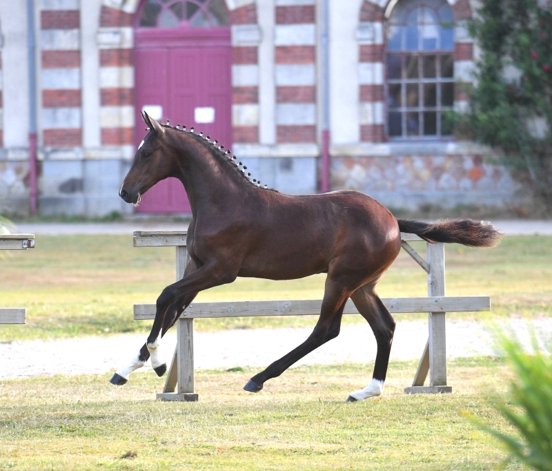 <b>Jingle de Brenne  CHampion de France   photo Les Garennes</b>                           