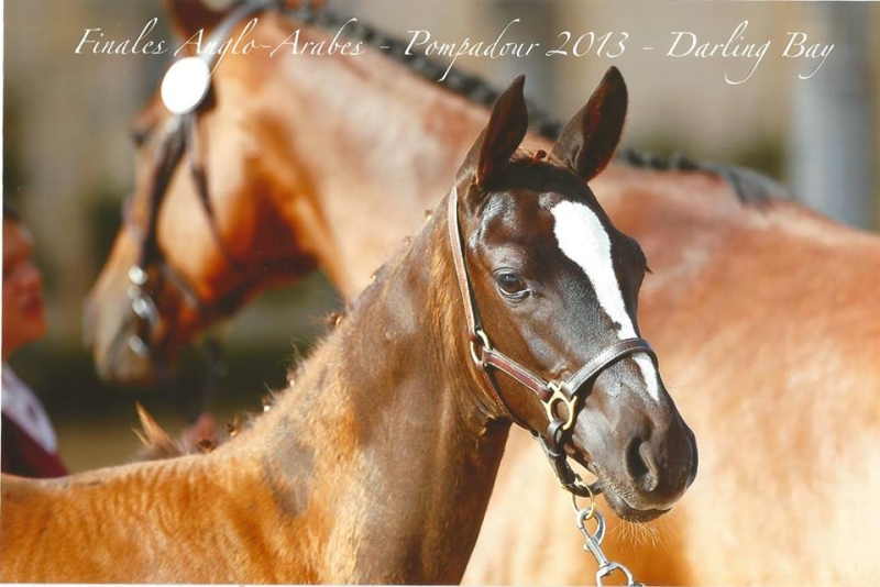 Darling Bay Champion de France foal