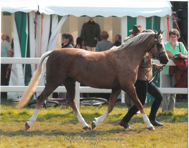 CadlanValley Pricesse Camilla - Bronze Medal Winner par Eyarth Troy